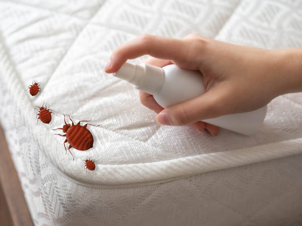 Best Flea Control Services  in Iva, SC