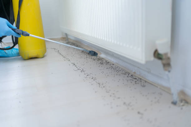 Best Local Pest Control Services  in Iva, SC